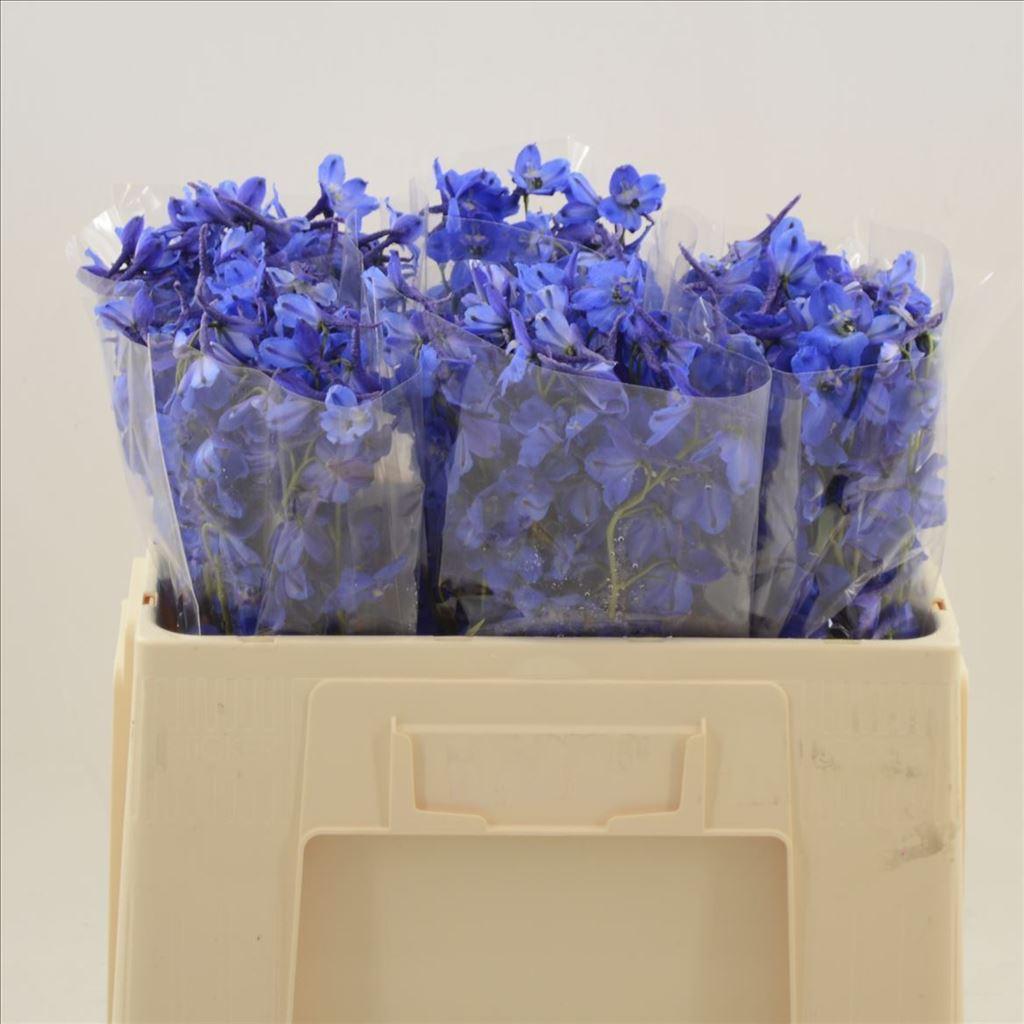 Срезанные цветы оптом Delphinium si donna от 60шт из Голландии с доставкой по России