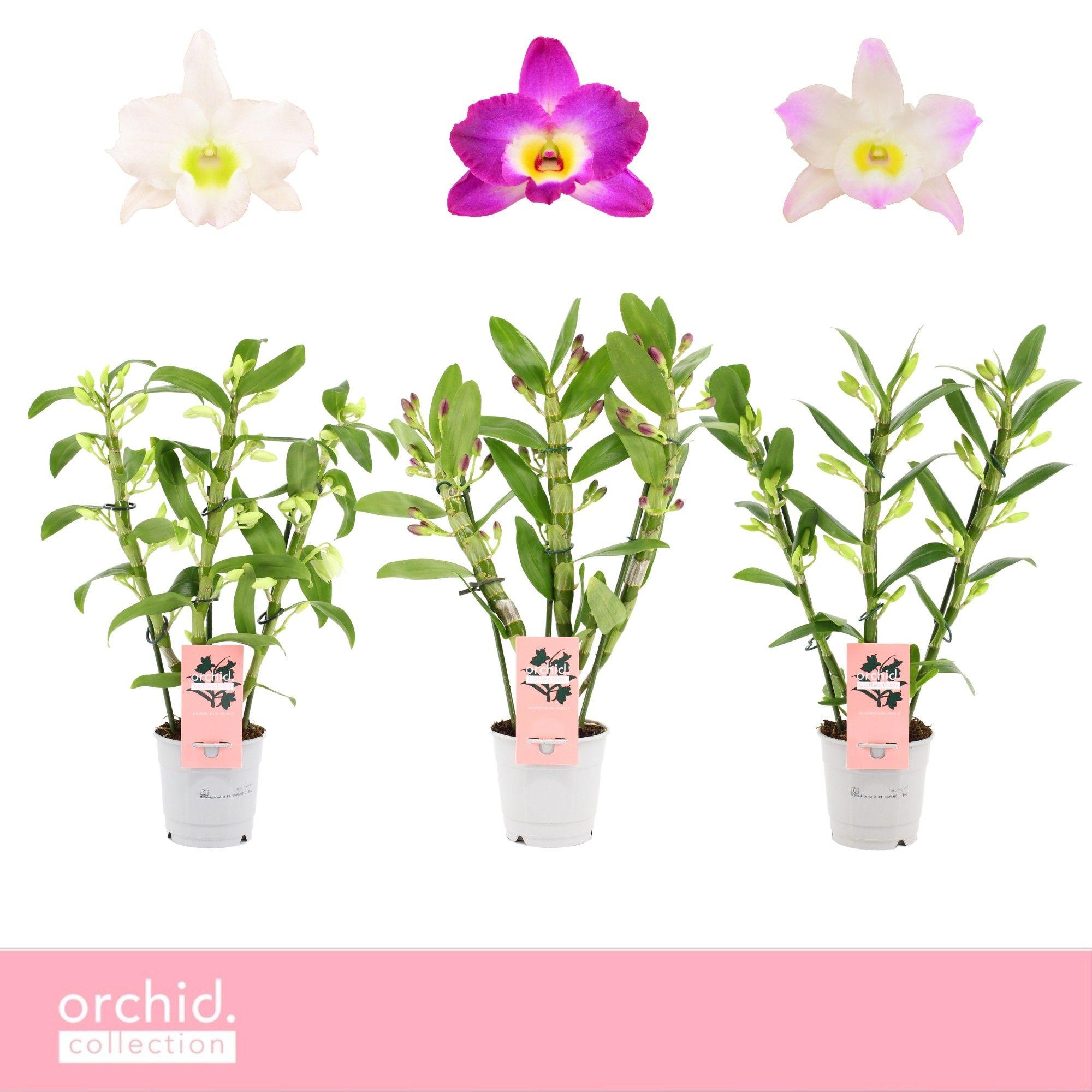 Горшечные цветы и растения оптом Dendr Nob 3st Mix Compact Orchid Collection от 10шт из Голландии с доставкой по России