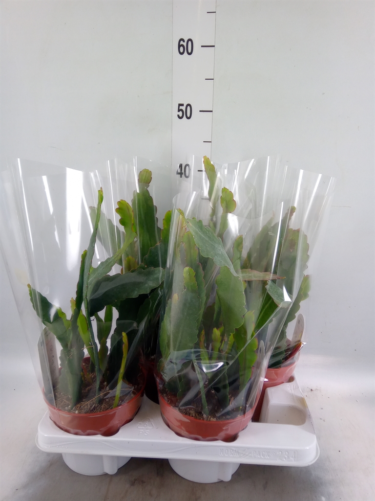 Горшечные цветы и растения оптом Epiphyllum Anguliger от 4шт из Голландии с доставкой по России