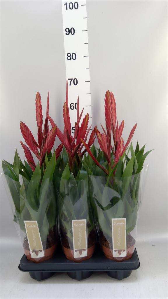 Горшечные цветы и растения оптом Tillandsia amorosa от 6шт из Голландии с доставкой по России