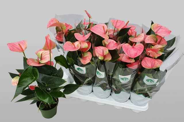 Горшечные цветы и растения оптом Anthu An Sweet Dream от 10шт из Голландии с доставкой по России