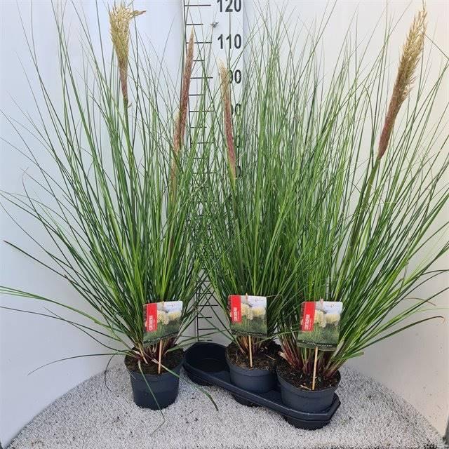 Горшечные цветы и растения оптом Cortaderia Se Pumila от 3шт из Голландии с доставкой по России