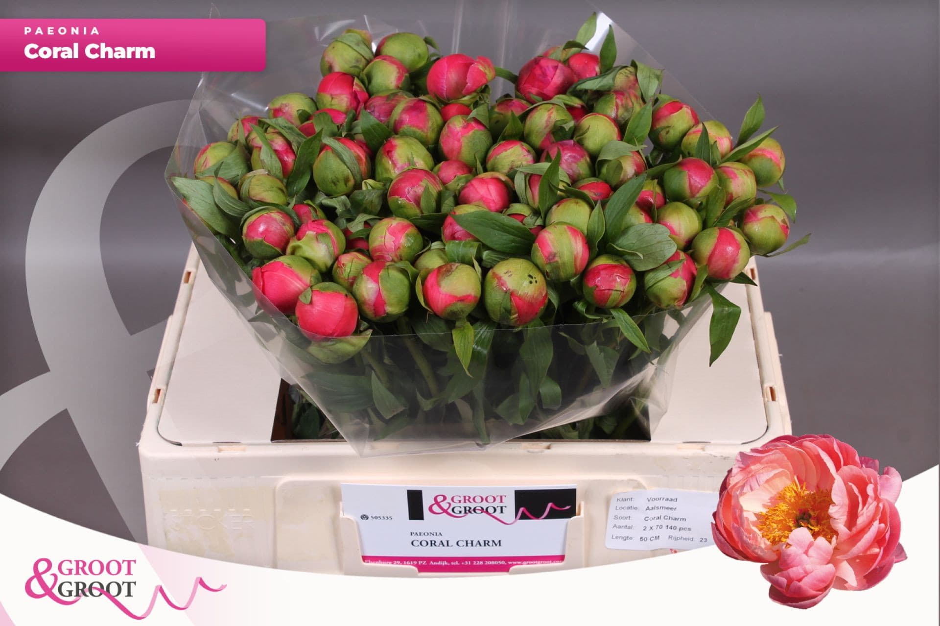 Срезанные цветы оптом Paeonia coral charm от 60шт из Голландии с доставкой по России