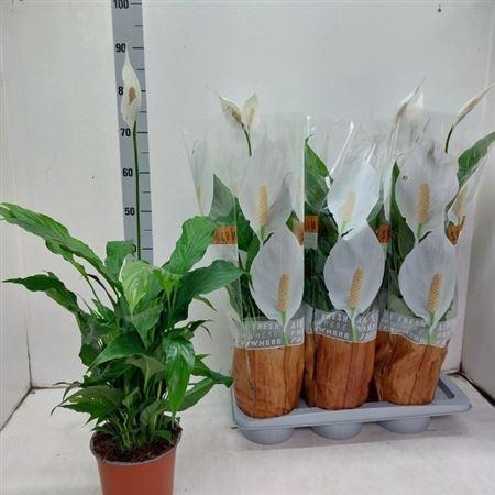 Горшечные цветы и растения оптом Spath Sweet Chico 5+ Spring Deal от 6шт из Голландии с доставкой по России