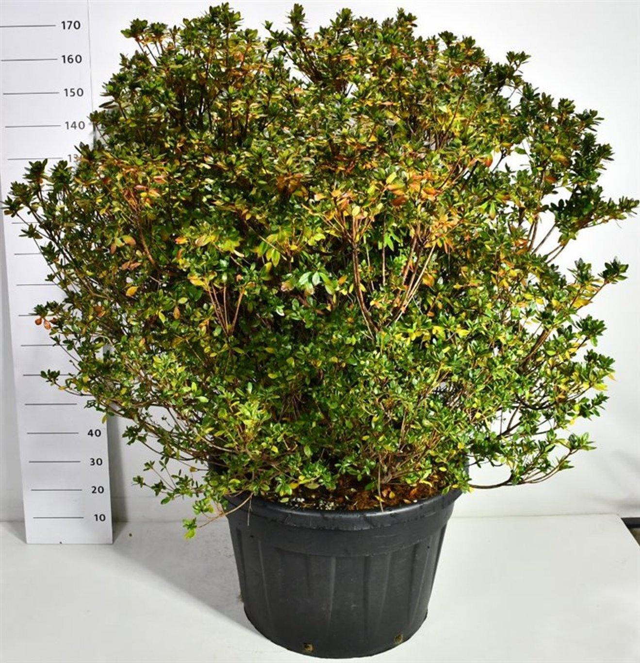 Горшечные цветы и растения оптом Rhododendron (aj) Buccaneer от 1шт из Голландии с доставкой по России