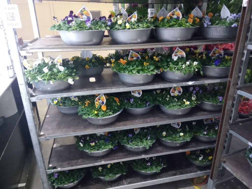 Горшечные цветы и растения оптом Viola Corn.   ...mix от 1шт (для телеги) из Голландии с доставкой по России