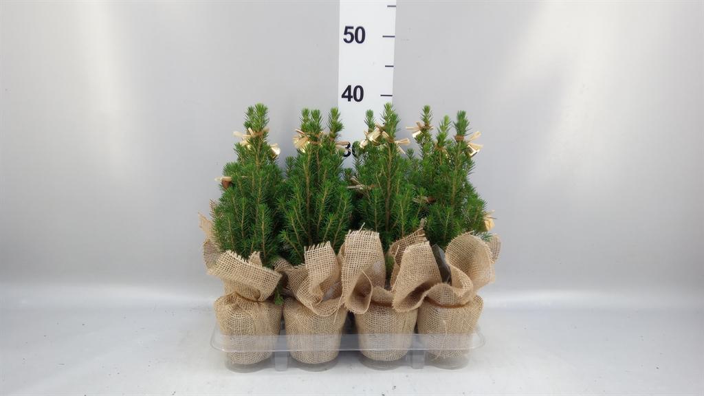 Горшечные цветы и растения оптом Picea Glauca conica A от 12шт (для телеги) из Голландии с доставкой по России
