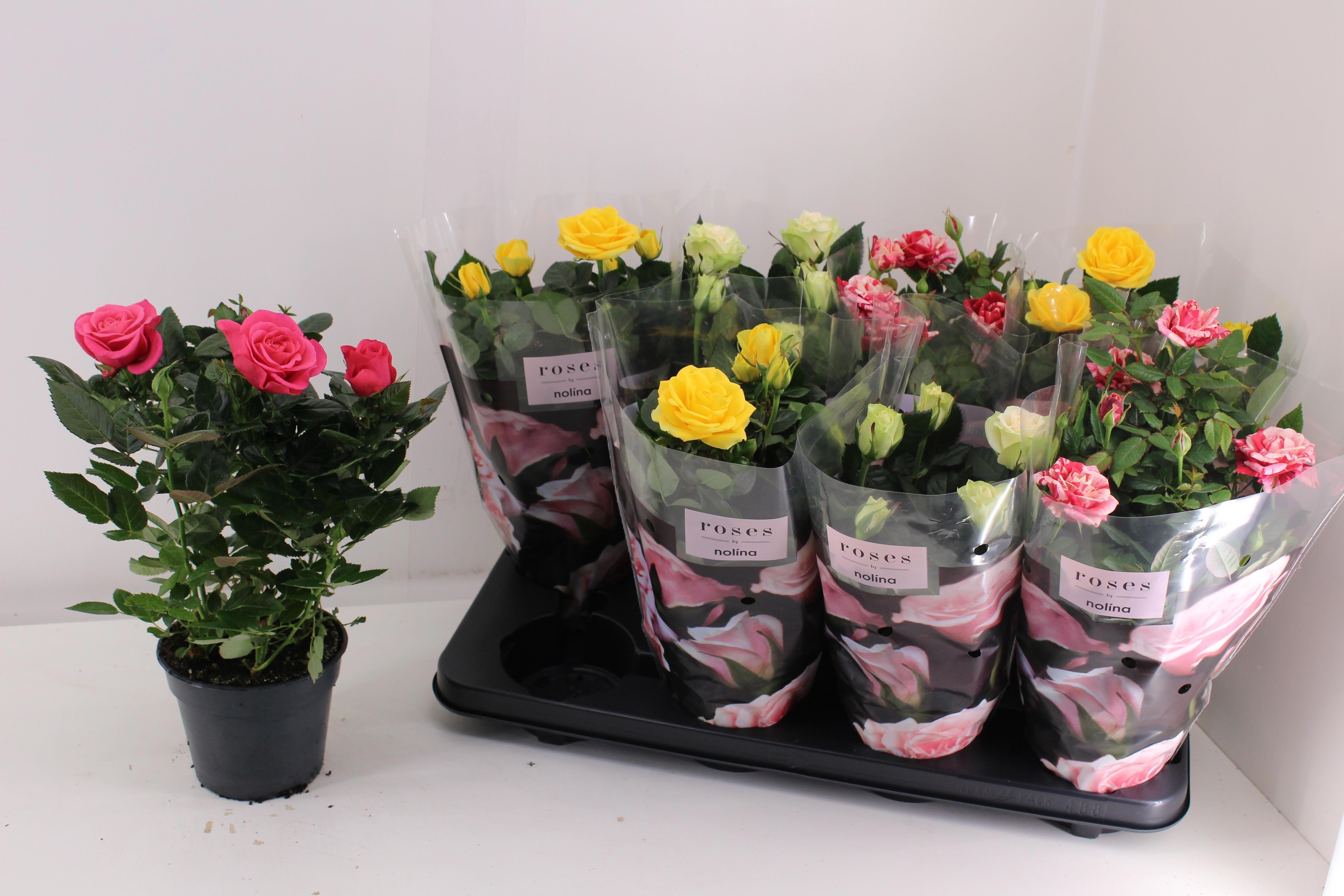 Горшечные цветы и растения оптом Rosa Patiohit Mix от 8шт из Голландии с доставкой по России