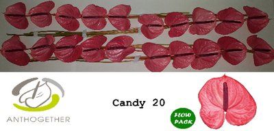 Срезанные цветы оптом Anthurium candy от 20шт из Голландии с доставкой по России