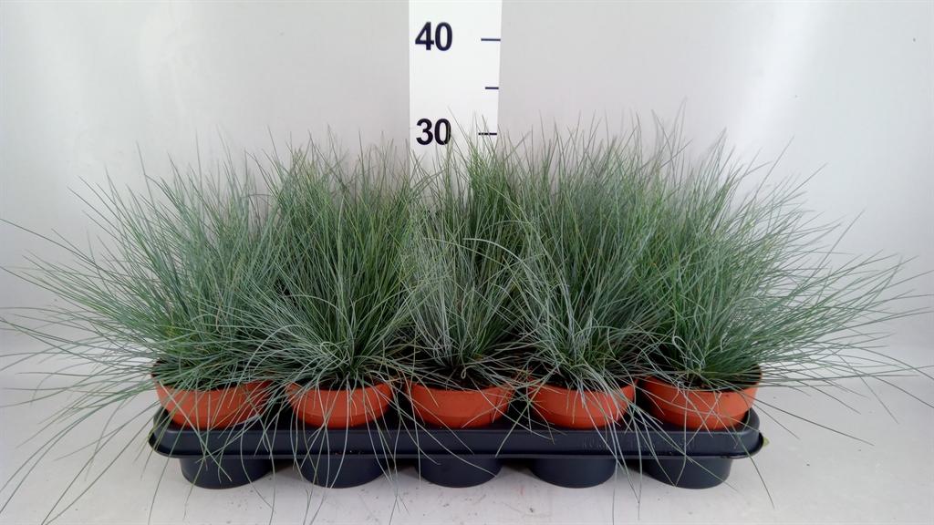 Горшечные цветы и растения оптом Festuca Glauca от 10шт из Голландии с доставкой по России