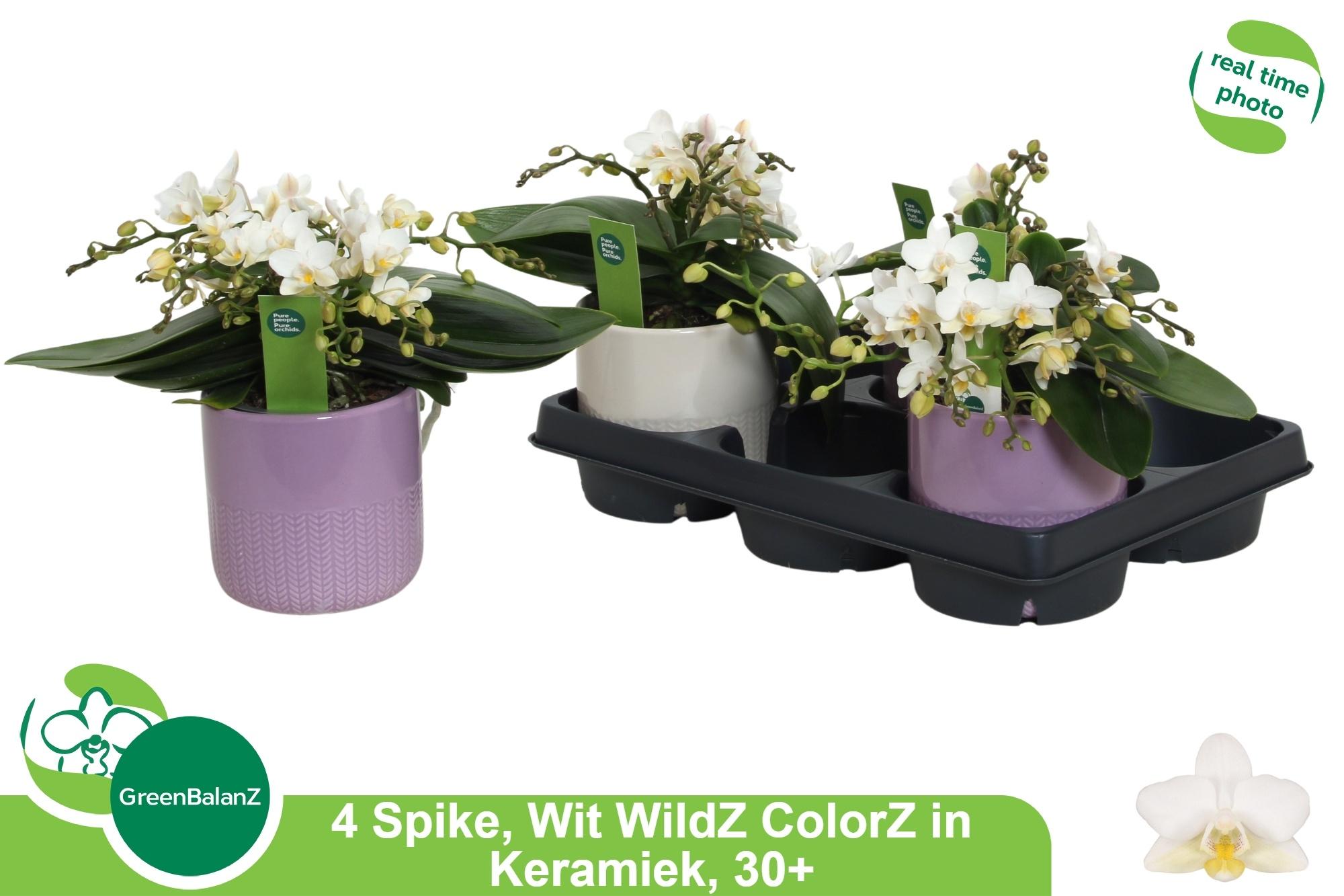 Горшечные цветы и растения оптом Phal Ov Wit от 3шт из Голландии с доставкой по России