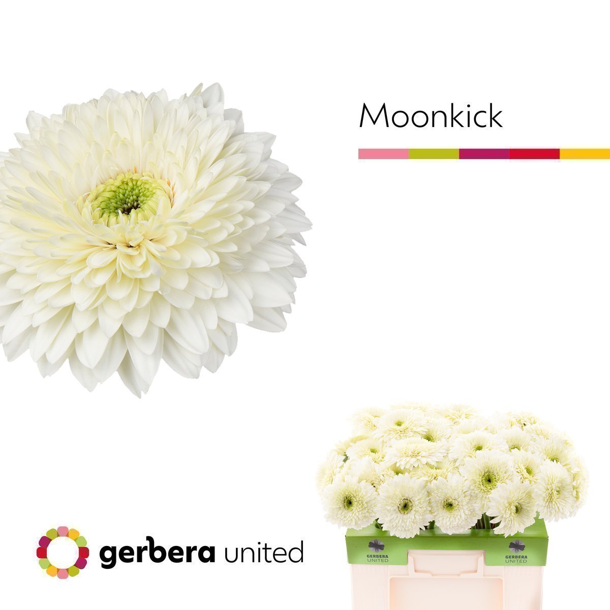 Срезанные цветы оптом Gerbera terra moon kick от 40шт. из Голландии с доставкой по России