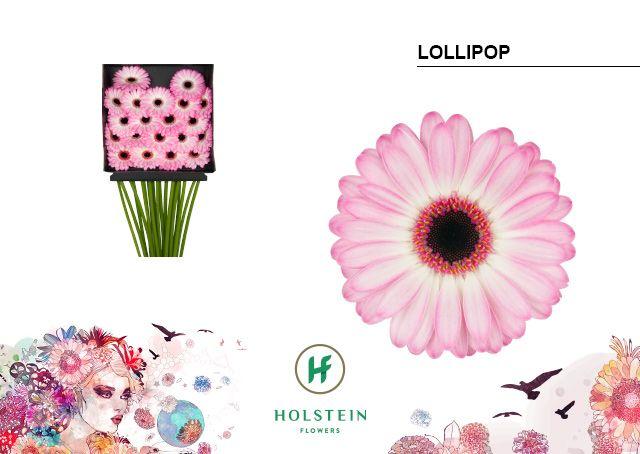 Срезанные цветы оптом Germini diamond lollipop от 20шт из Голландии с доставкой по России