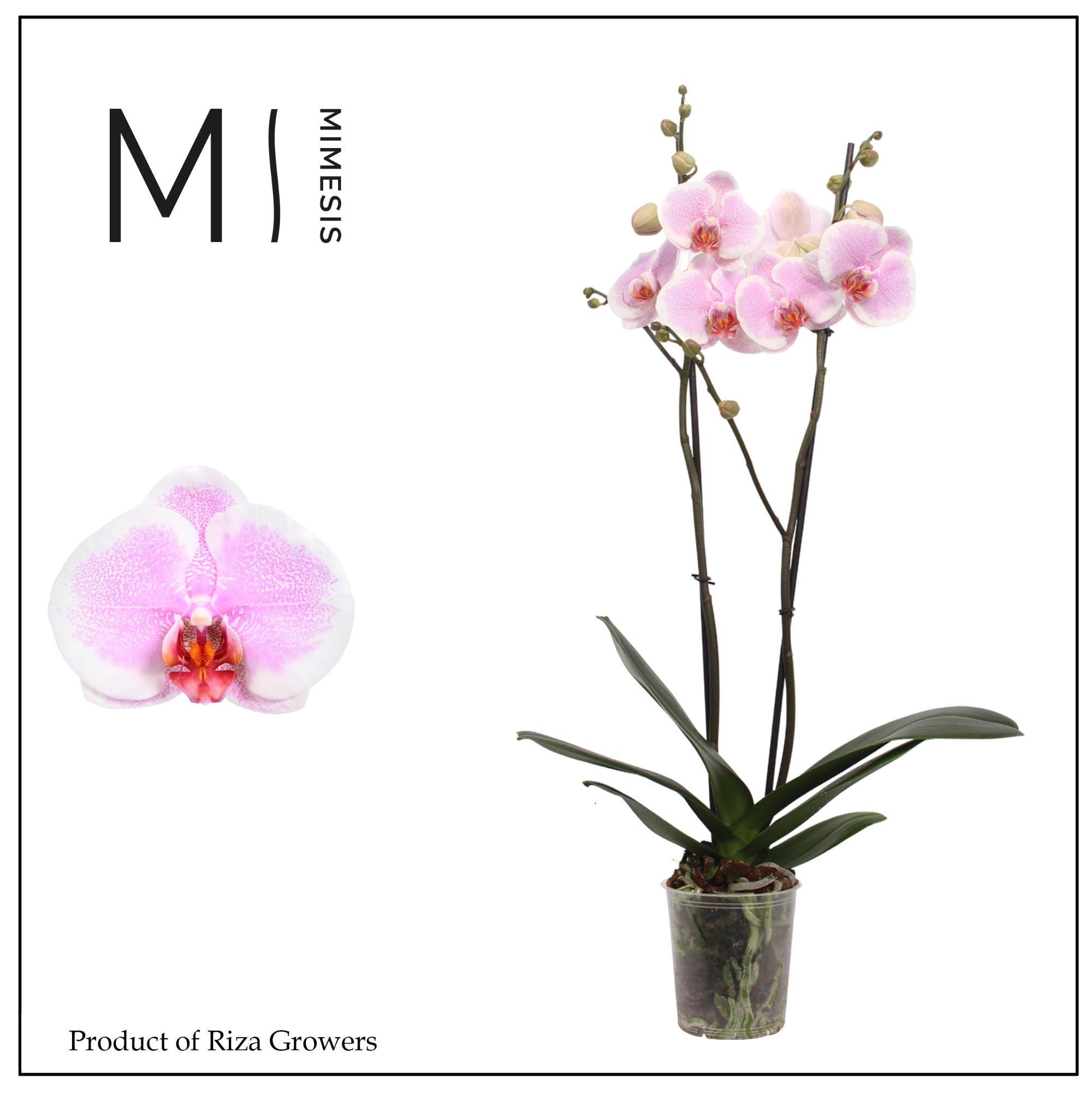 Горшечные цветы и растения оптом Phal 2st Romance 16+ Mimesis (orchid Growers) от 10шт из Голландии с доставкой по России
