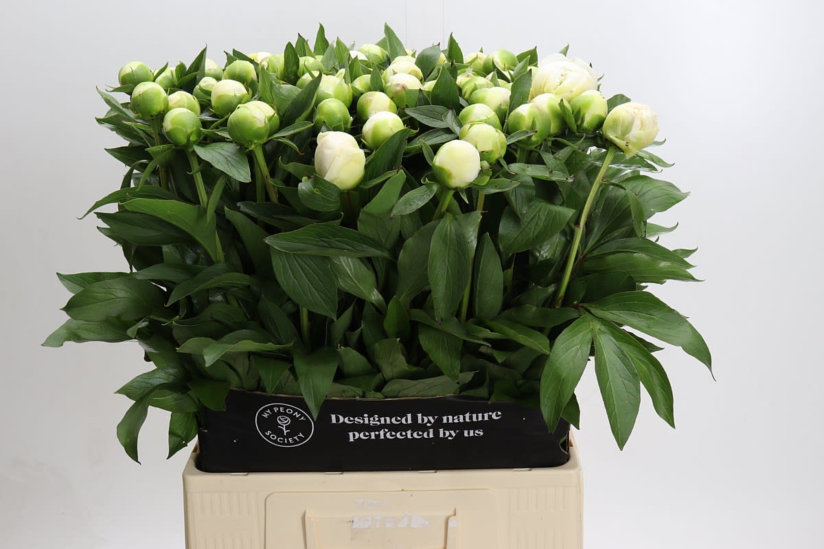 Срезанные цветы оптом Paeonia duchess de nemours от 80шт из Голландии с доставкой по России