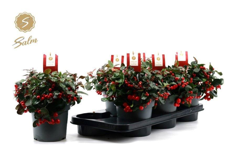 Горшечные цветы и растения оптом Gaulth Pr Big Berry от 6шт из Голландии с доставкой по России