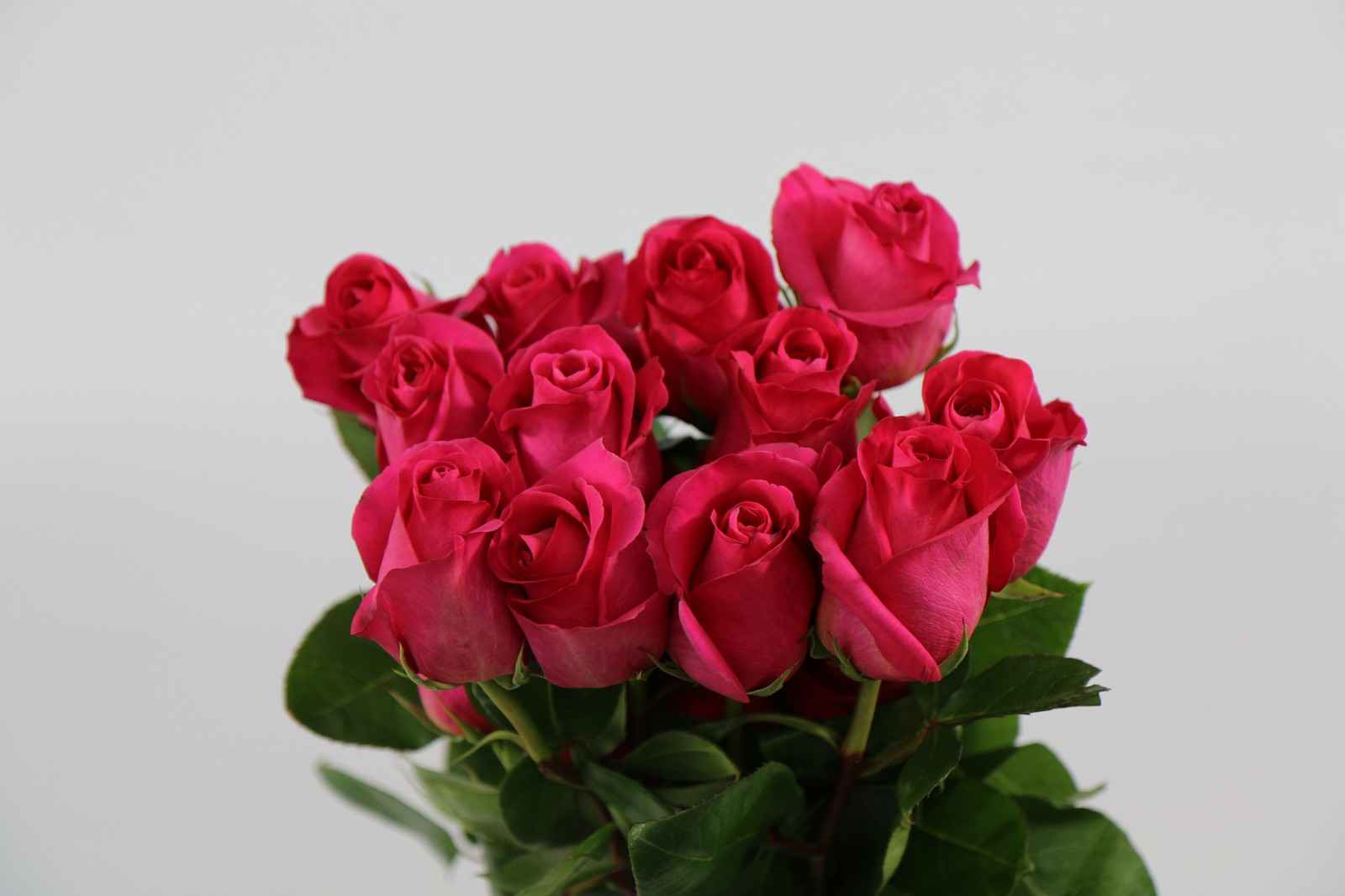 Срезанные цветы оптом Rosa ec pink floyd от 50шт из Голландии с доставкой по России