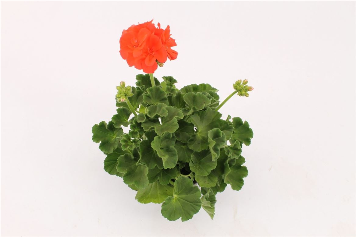 Горшечные цветы и растения оптом Pelargonium Zon Summer Idols Orange от 12шт из Голландии с доставкой по России