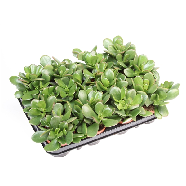 Горшечные цветы и растения оптом Crassula Ovata от 12шт из Голландии с доставкой по России