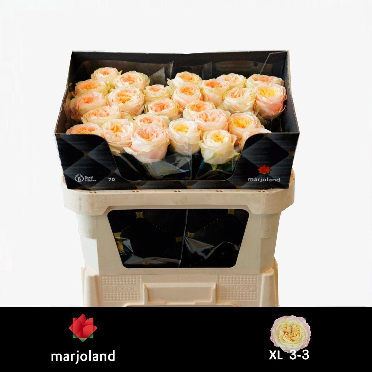 Срезанные цветы оптом Rosa garden priscilla! от 40шт из Голландии с доставкой по России