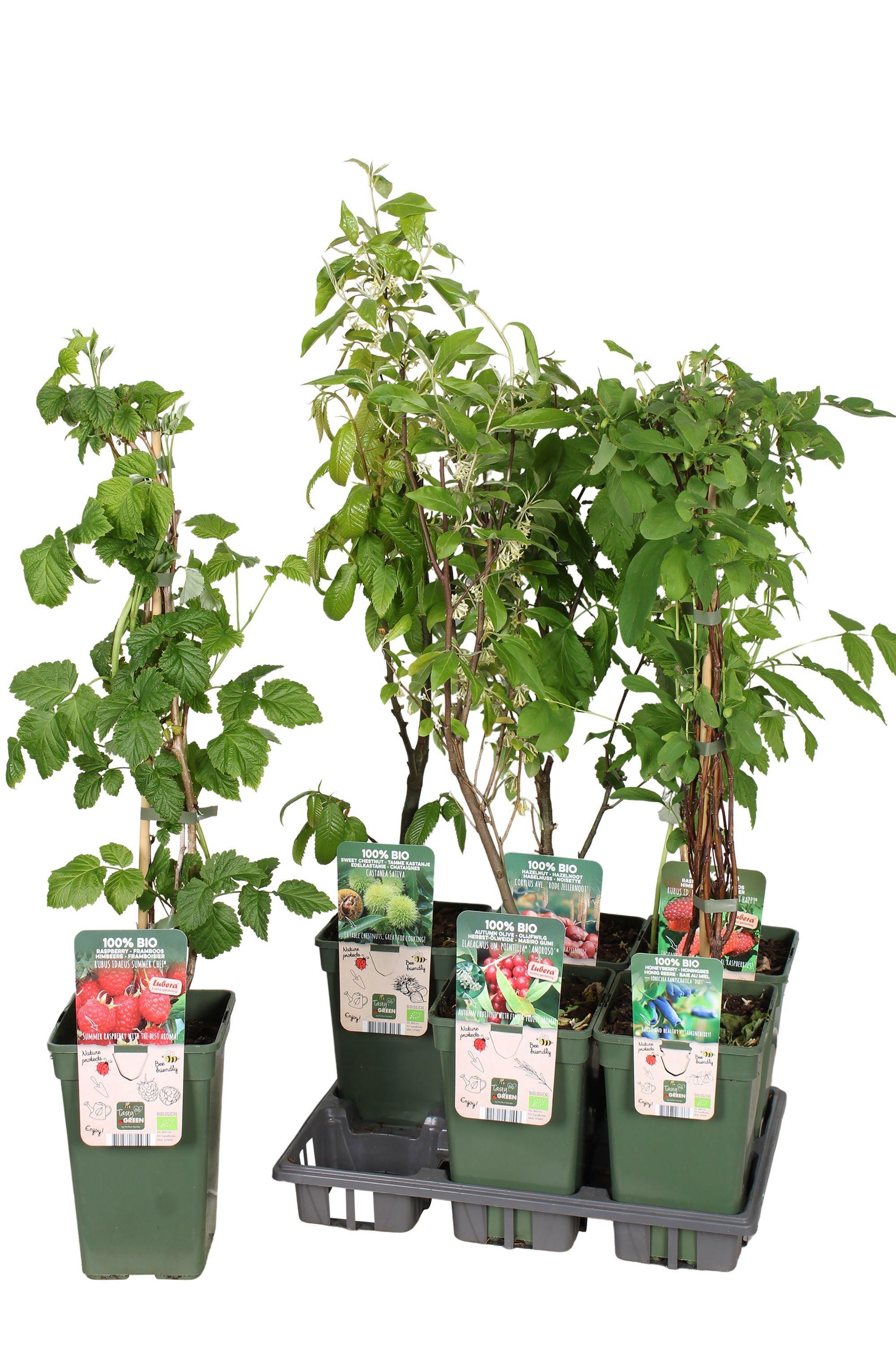 Горшечные цветы и растения оптом Fruitbomen Ov от 6шт из Голландии с доставкой по России