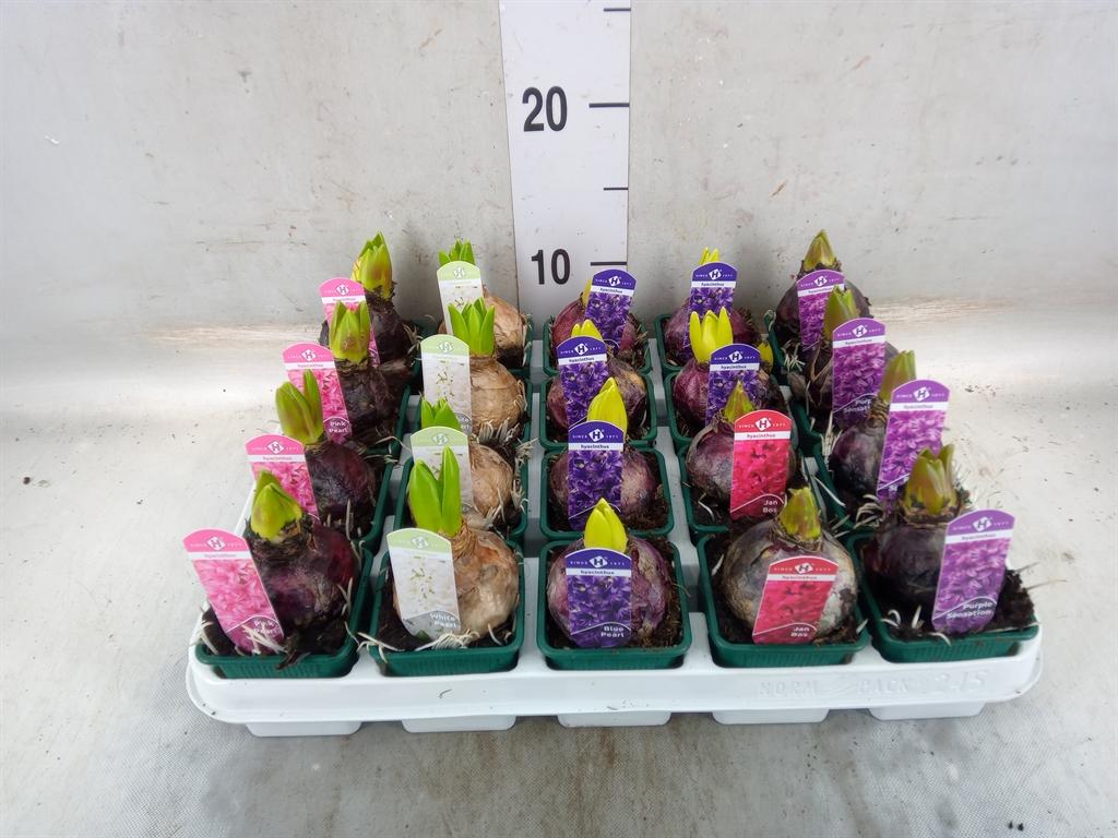 Горшечные цветы и растения оптом Hyacinthus Orie.   ...mix 5 от 20шт (для телеги) из Голландии с доставкой по России