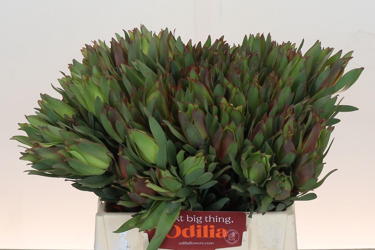 Срезанные цветы оптом Leucadendron highlight от 100шт из Голландии с доставкой по России