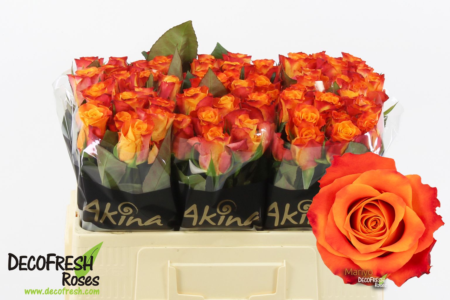 Срезанные цветы оптом Rosa large mariyo! от 60шт. из Голландии с доставкой по России
