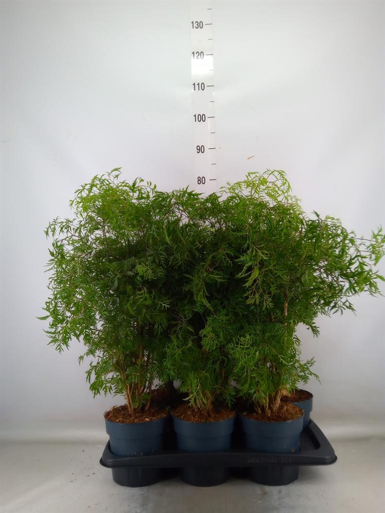 Горшечные цветы и растения оптом Polyscias   ... от 6шт из Голландии с доставкой по России