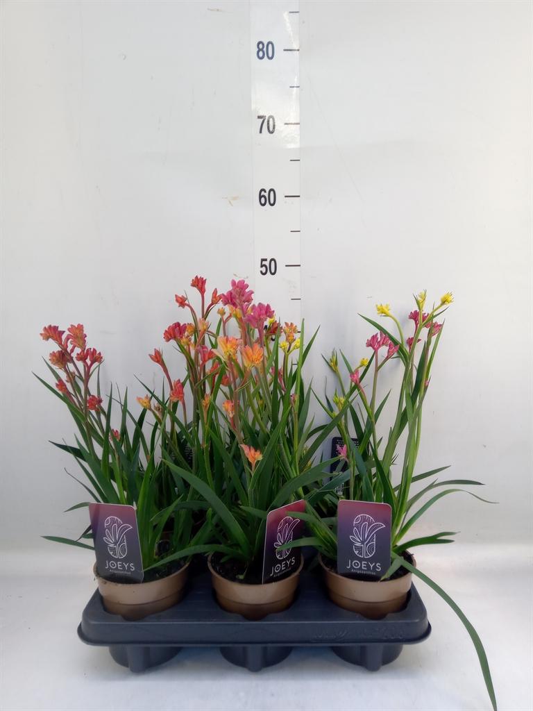 Горшечные цветы и растения оптом Anigozanthos   ...mix от 6шт из Голландии с доставкой по России