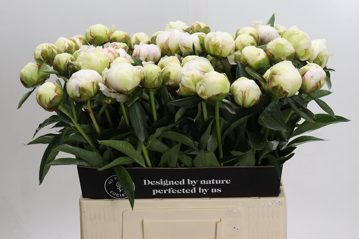 Срезанные цветы оптом Paeonia bowl of cream от 60шт из Голландии с доставкой по России