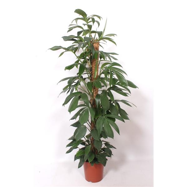 Горшечные цветы и растения оптом Philodendron Dragon Tail от 1шт из Голландии с доставкой по России