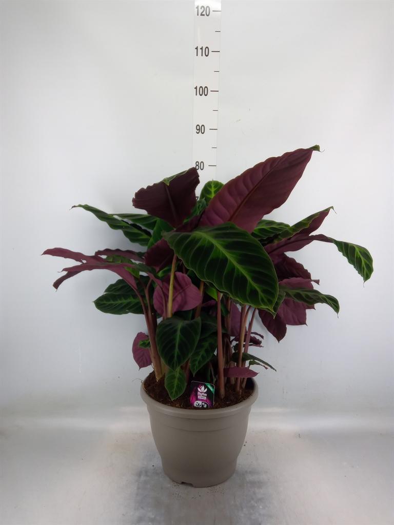 Горшечные цветы и растения оптом Calathea Warcewiczii (rhythm Of Nature) от 1шт из Голландии с доставкой по России