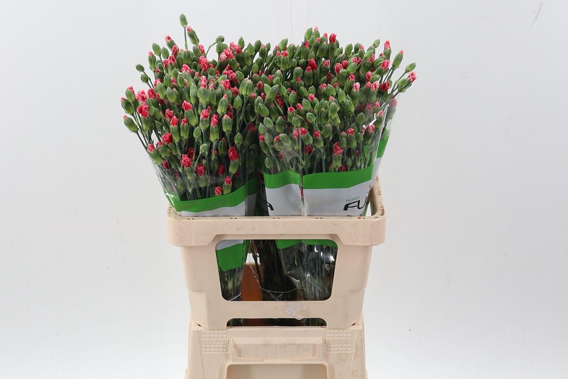 Срезанные цветы оптом Dianthus sp panda от 100шт из Голландии с доставкой по России