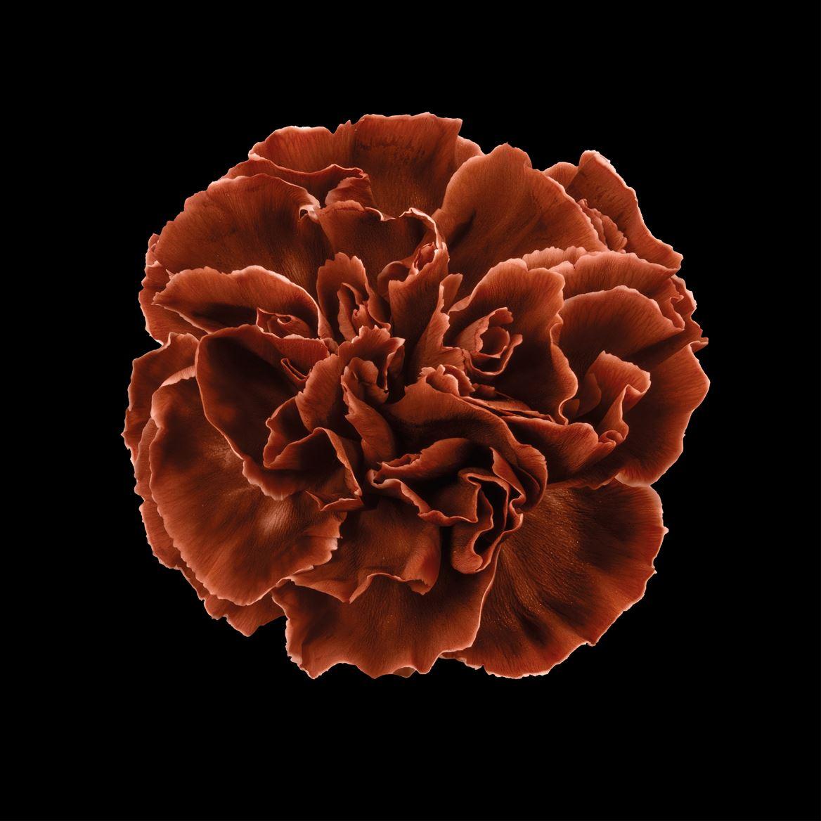 Срезанные цветы оптом Dianthus st paint brown от 80шт из Голландии с доставкой по России