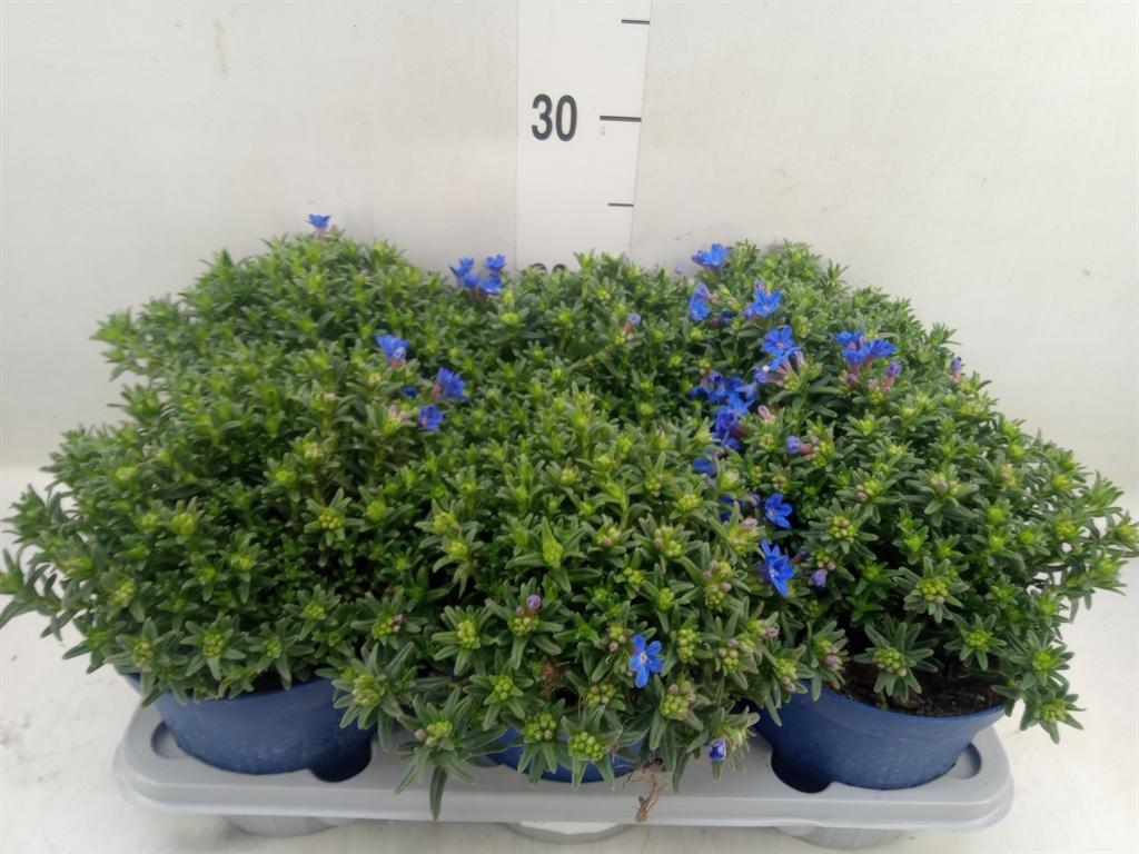 Горшечные цветы и растения оптом Glandora Diffusa от 6шт из Голландии с доставкой по России