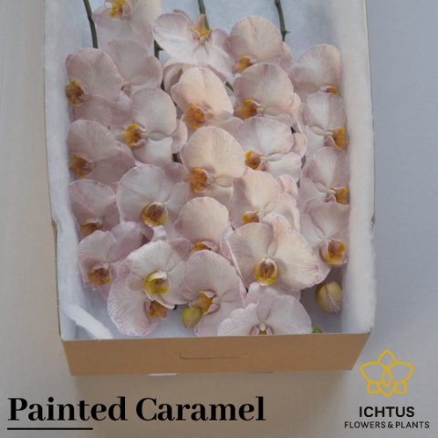 Срезанные цветы оптом Phalaenopsis paint caramel (flower) от 25шт из Голландии с доставкой по России