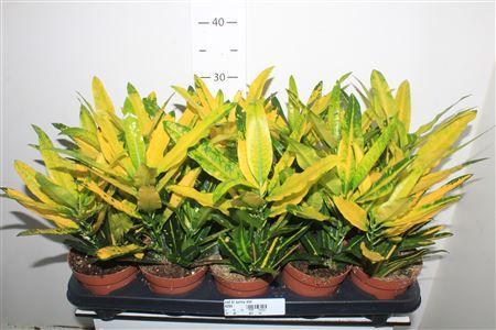 Горшечные цветы и растения оптом Codiaeum Sunny Star от 10шт из Голландии с доставкой по России