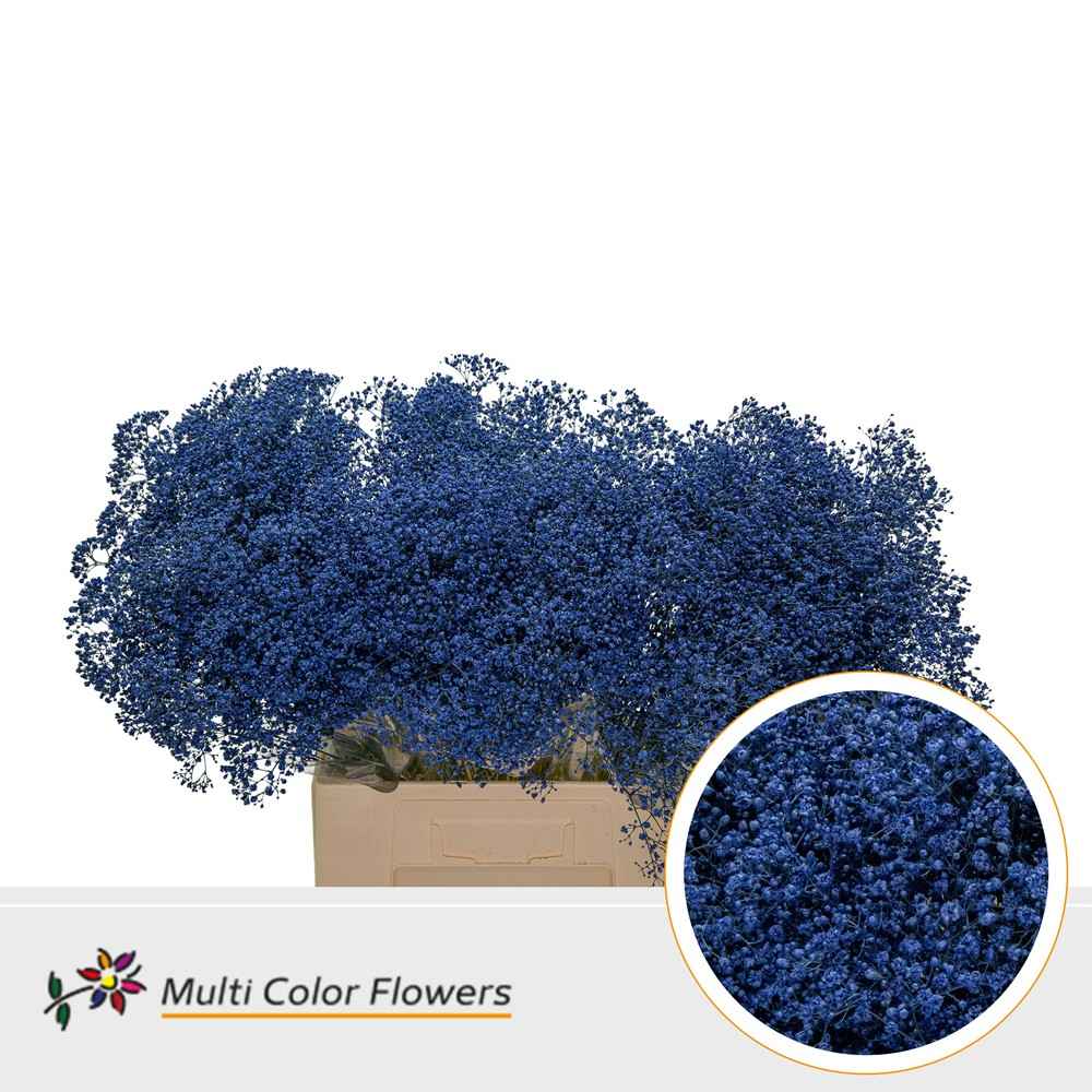 Срезанные цветы оптом Gyps fine paint blue от 100шт из Голландии с доставкой по России