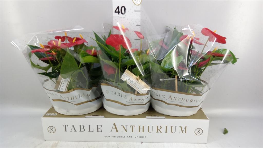 Горшечные цветы и растения оптом Anthurium Andr. royal Champion от 3шт из Голландии с доставкой по России