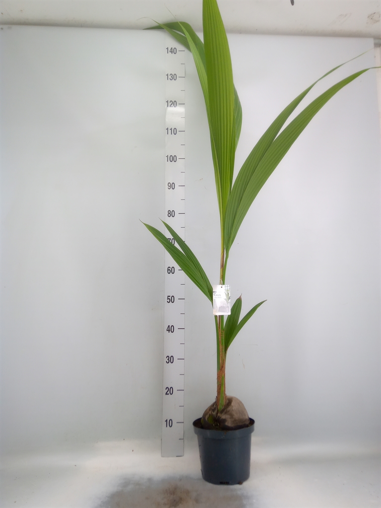 Горшечные цветы и растения оптом Cocos Nucifera от 1шт из Голландии с доставкой по России