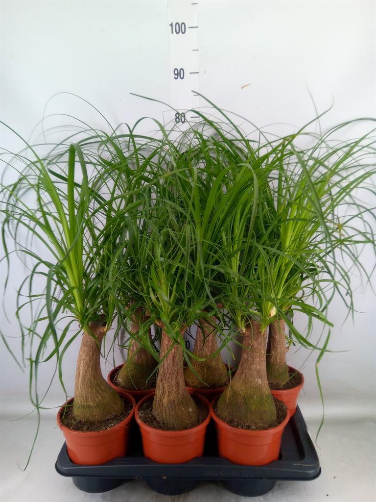 Горшечные цветы и растения оптом Beaucarnea Recurvata от 6шт из Голландии с доставкой по России