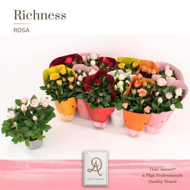 Горшечные цветы и растения оптом Rosa Amorosa Mix от 12шт из Голландии с доставкой по России