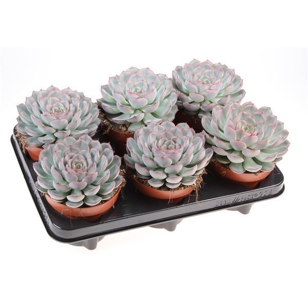 Горшечные цветы и растения оптом Echeveria Mystery от 6шт из Голландии с доставкой по России