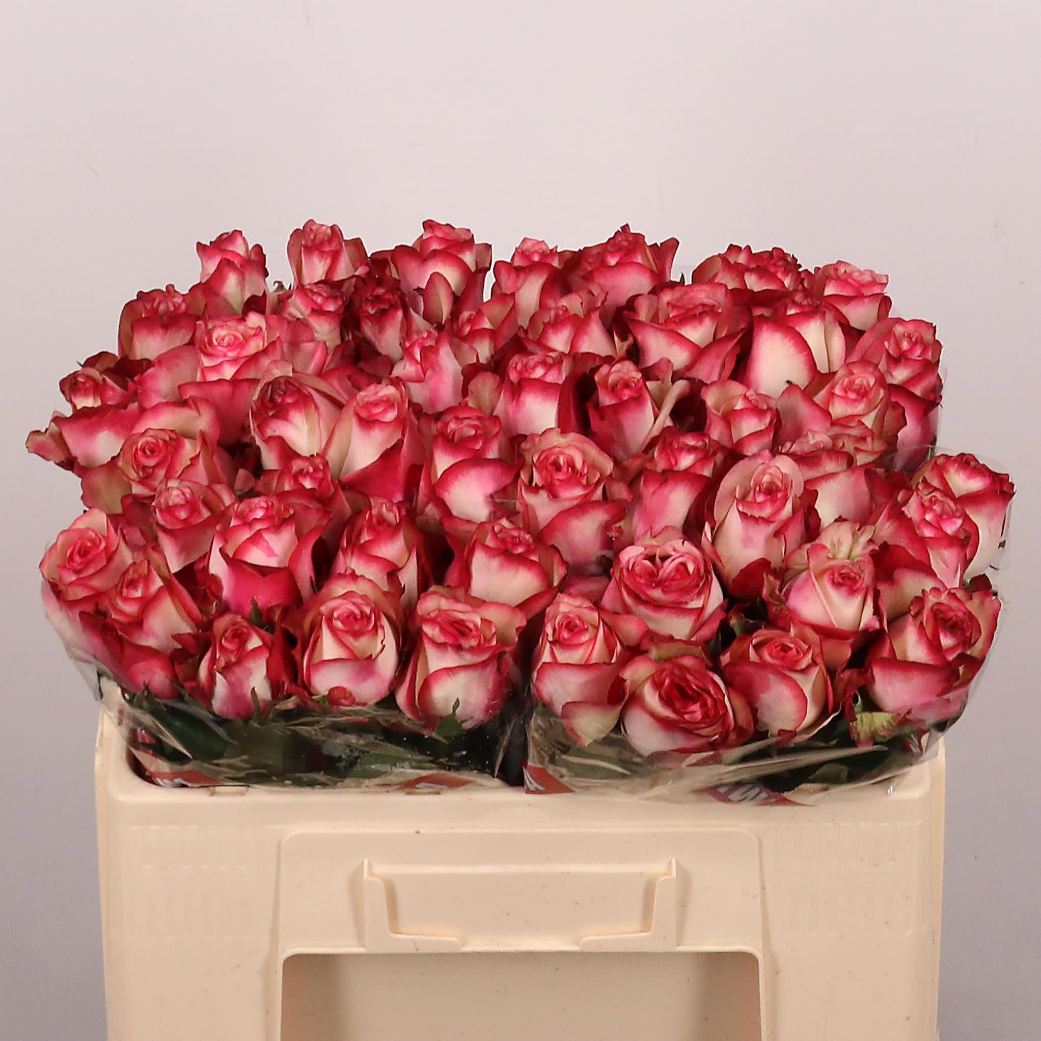 Срезанные цветы оптом Rosa large paloma от 50шт из Голландии с доставкой по России