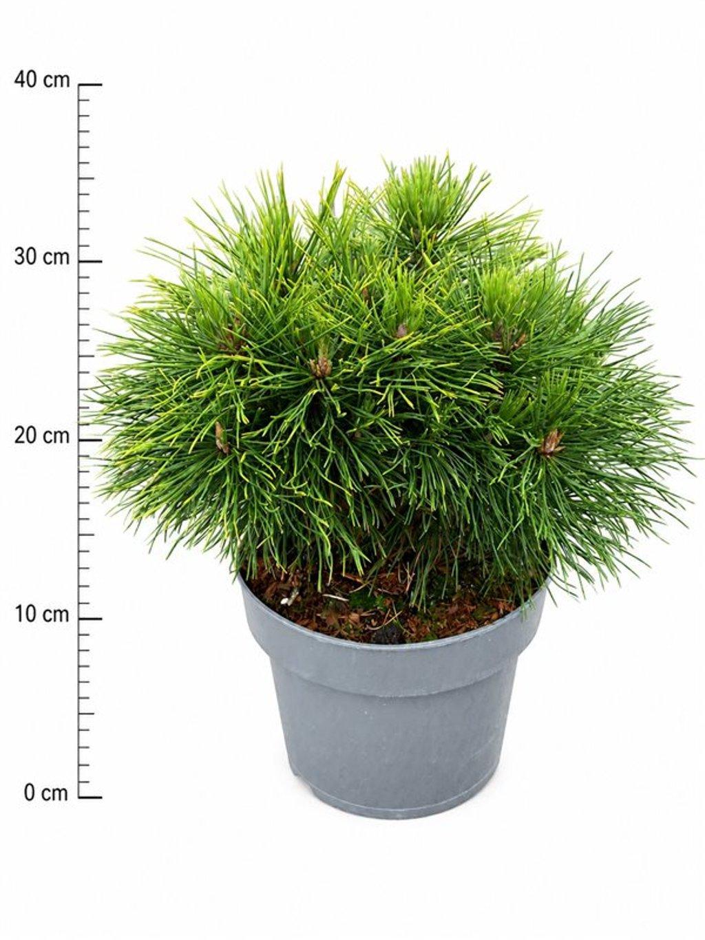 Горшечные цветы и растения оптом Pinus Mugo Varella от 1шт из Голландии с доставкой по России