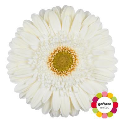 Срезанные цветы оптом Gerbera terra icy от 25шт из Голландии с доставкой по России