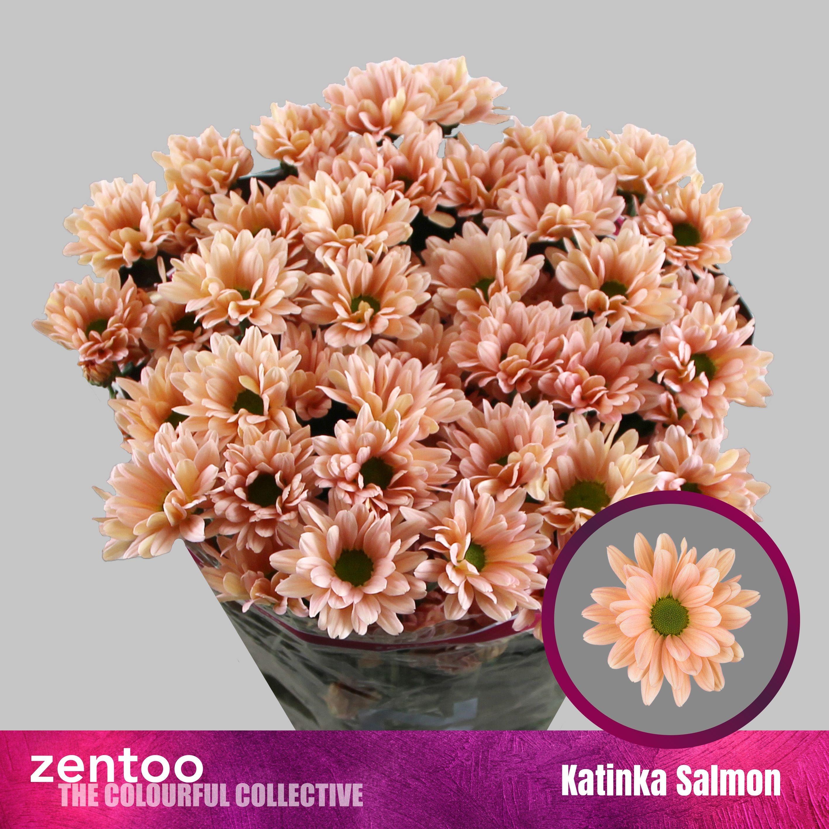 Срезанные цветы оптом Chrys sp katinka salmon от 80шт. из Голландии с доставкой по России