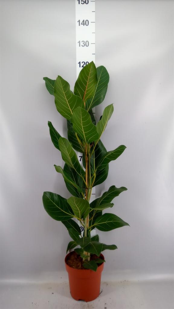 Горшечные цветы и растения оптом Ficus Benghalensis joy от 1шт из Голландии с доставкой по России