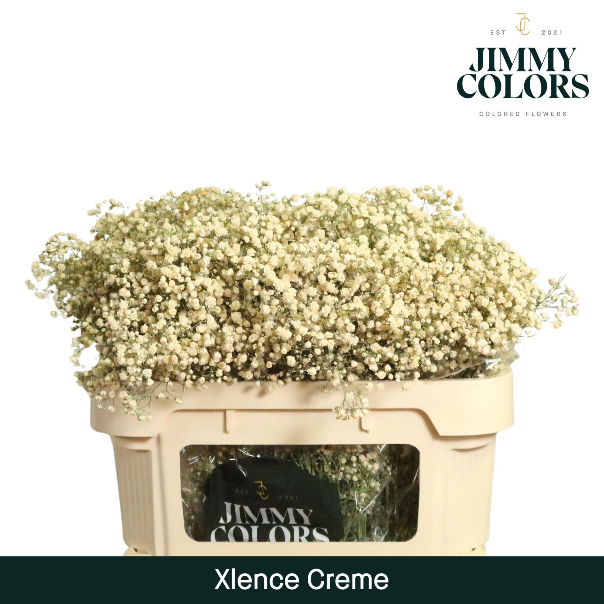 Срезанные цветы оптом Gyps large paint cream от 75шт из Голландии с доставкой по России